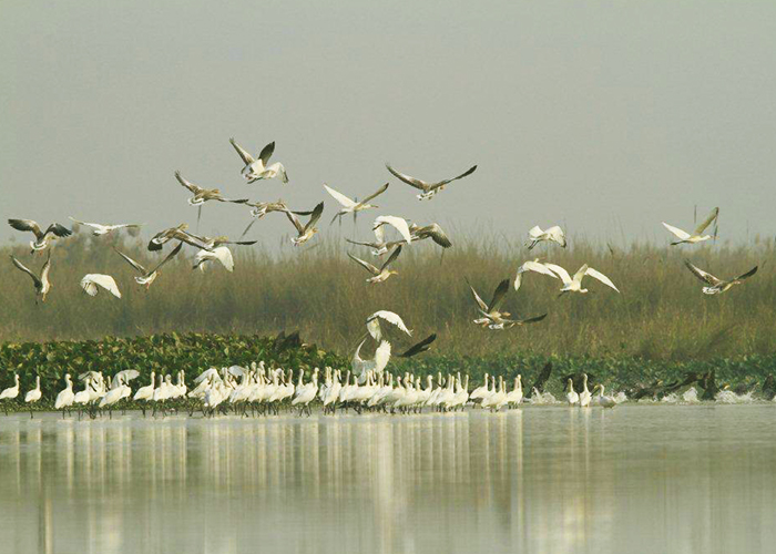 Harike Bird Sanctuary